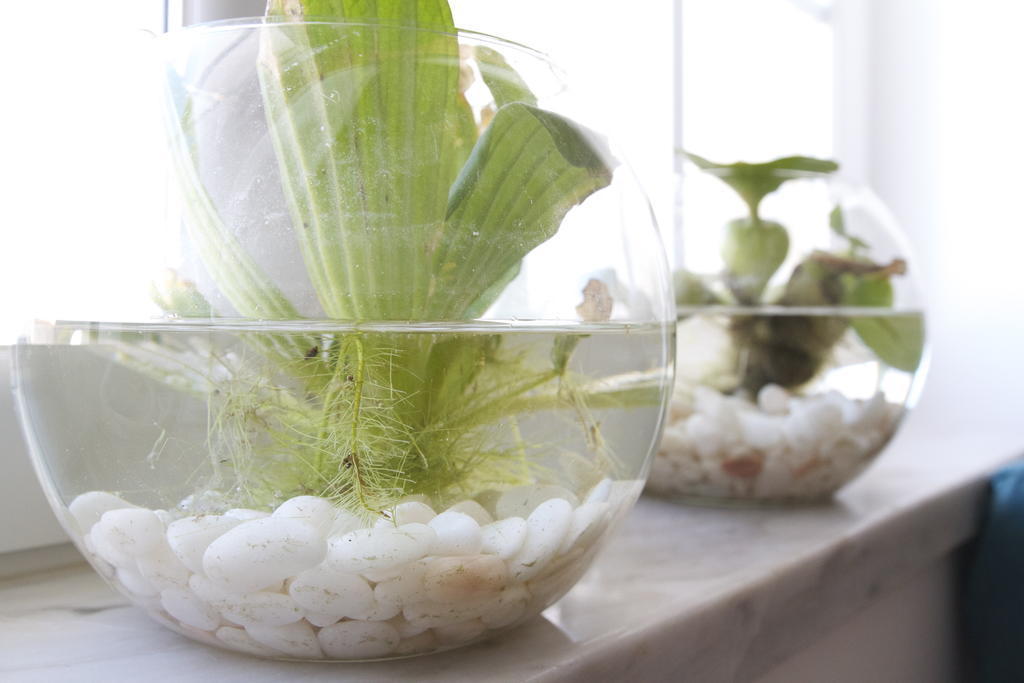 Green House 발리알 외부 사진